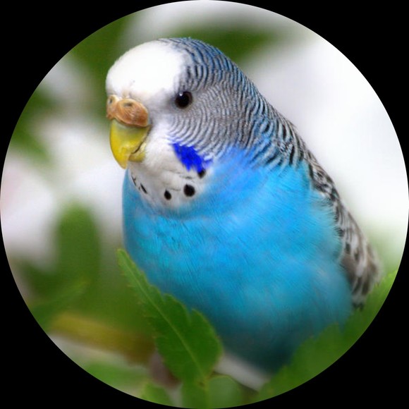 thebluebudgie